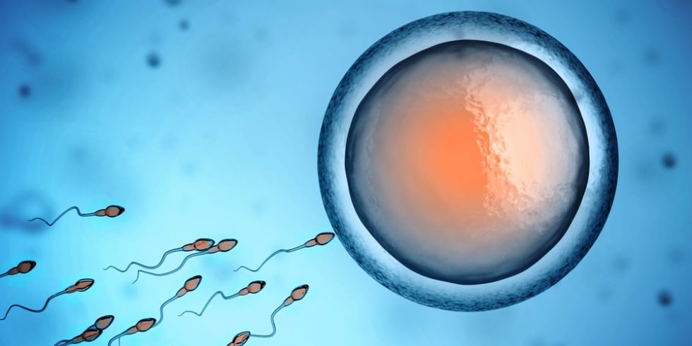 Centre d'AMP de l'Artois - Laboratoire de Biologie de la Reproduction
