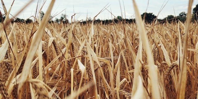 tom-paolini-z01V2QN0WfY-unsplash