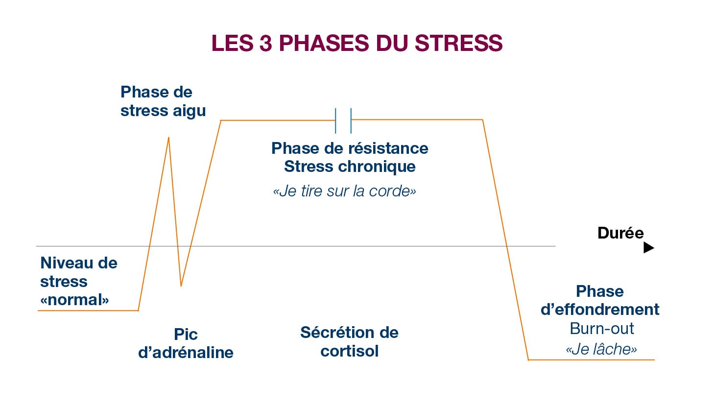 3 phases du stress_Schéma