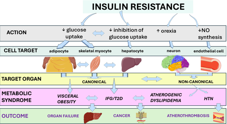 Insulinorésistance_inflammation métabolique