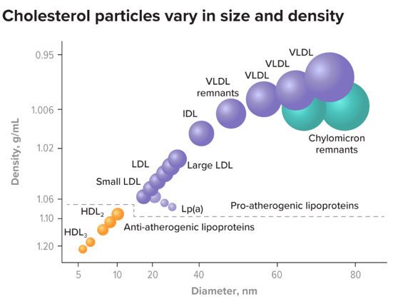 Cholesterol particles vary in size and density