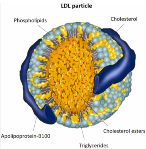 LDL particle