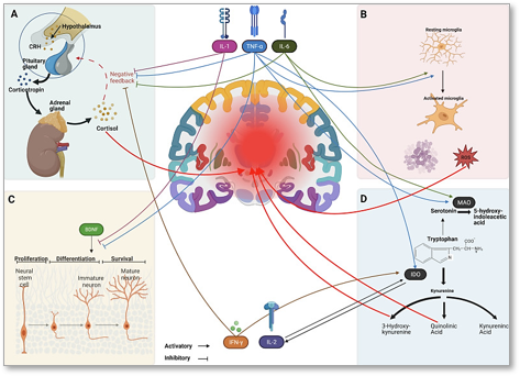 neuroinflammation et depression